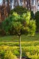 Pinus sylvestris Marosz HB IMG_2848 Sosna pospolita